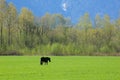 black horse in pasture Royalty Free Stock Photo