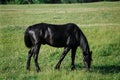 Black horse in pasture with dandelions grazing Royalty Free Stock Photo