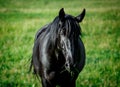 Black horse in pasture grazing and looking towards camera Royalty Free Stock Photo