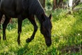 Black horse in pasture grazing and looking towards camera Royalty Free Stock Photo