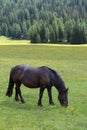 Black Horse Pasturing in Grazing Lands: Italian Dolomites Alps S Royalty Free Stock Photo