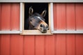 black horse peeking from a red barn window Royalty Free Stock Photo