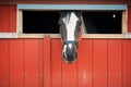 black horse peeking from a red barn window