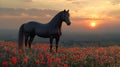 Majestic Black Stallion in Poppy Field at Sunset Royalty Free Stock Photo