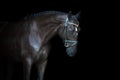 Black horse portrait Royalty Free Stock Photo