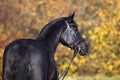 Black horse portrait Royalty Free Stock Photo