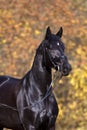 Black horse portrait Royalty Free Stock Photo
