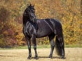 Beautiful black horse portrait on meadow with colorful autumn leaves in background. Shiny black stallion 