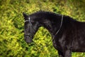 Black horse portrait Royalty Free Stock Photo