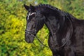 Black horse portrait Royalty Free Stock Photo