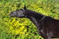 Black horse portrait Royalty Free Stock Photo