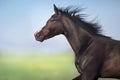 Black horse portrait Royalty Free Stock Photo