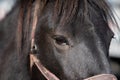 Black horse portrait up close Royalty Free Stock Photo