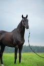 black horse posing in the cloudy field. raining summer day