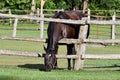 Horse reaches through fence rails to eat greener grass Royalty Free Stock Photo