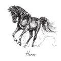 Black horse rearing stands on its hind legs, mane and tail are fluttering in the wind, hand drawn ink doodle, sketch, vector