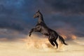 Black horse rearing up Royalty Free Stock Photo