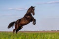 Black horse rearing up Royalty Free Stock Photo