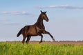 Black horse rearing up Royalty Free Stock Photo