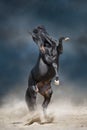 Black horse rearing up Royalty Free Stock Photo