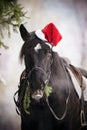 Black horse in a red Santa Claus hat Royalty Free Stock Photo