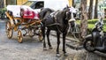 A black horse resting between buggy rides in Piazza Tasso, Sorrento, Italy