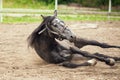 Black horse rolling in the sand at the farm