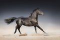 Black horse run Royalty Free Stock Photo