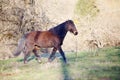 Black Horse run free in meadow Royalty Free Stock Photo