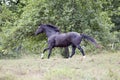 Black horse run free down a pasture Royalty Free Stock Photo