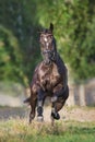 Black horse  run Royalty Free Stock Photo