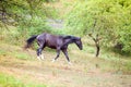 Black Horse run free in meadow Royalty Free Stock Photo