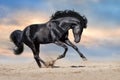 Black horse run Royalty Free Stock Photo