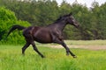 Black horse run Royalty Free Stock Photo