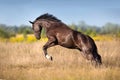 Black horse run gallop Royalty Free Stock Photo