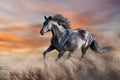 Black horse run gallop Royalty Free Stock Photo