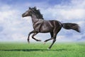 Black Horse run Royalty Free Stock Photo