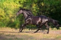 Black horse run gallop Royalty Free Stock Photo