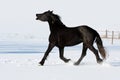 Black horse run gallop in winter Royalty Free Stock Photo