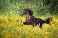 Black horse run gallop Royalty Free Stock Photo