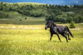 Black horse run in the meadow with yellow flowers. Black horse runs on a bloomy green field on mountain and clouds background Royalty Free Stock Photo