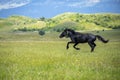 Black horse run in the meadow with yellow flowers. Black horse runs on a bloomy green field on mountain and clouds background