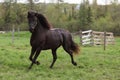 Black horse running in pasture Royalty Free Stock Photo