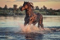 Black horse running in water at sunset Royalty Free Stock Photo