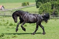 Black horse runs gallop Royalty Free Stock Photo