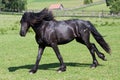 Black horse runs gallop Royalty Free Stock Photo