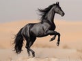 Black horse runs gallop on sand in the desert Royalty Free Stock Photo