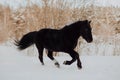 Black horse runs gallop in winter on the white snow in forest Royalty Free Stock Photo