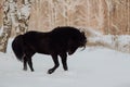 Black horse runs gallop in winter on the white snow in forest Royalty Free Stock Photo
