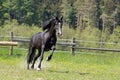 A black horse runs in the paddock on pasture Royalty Free Stock Photo